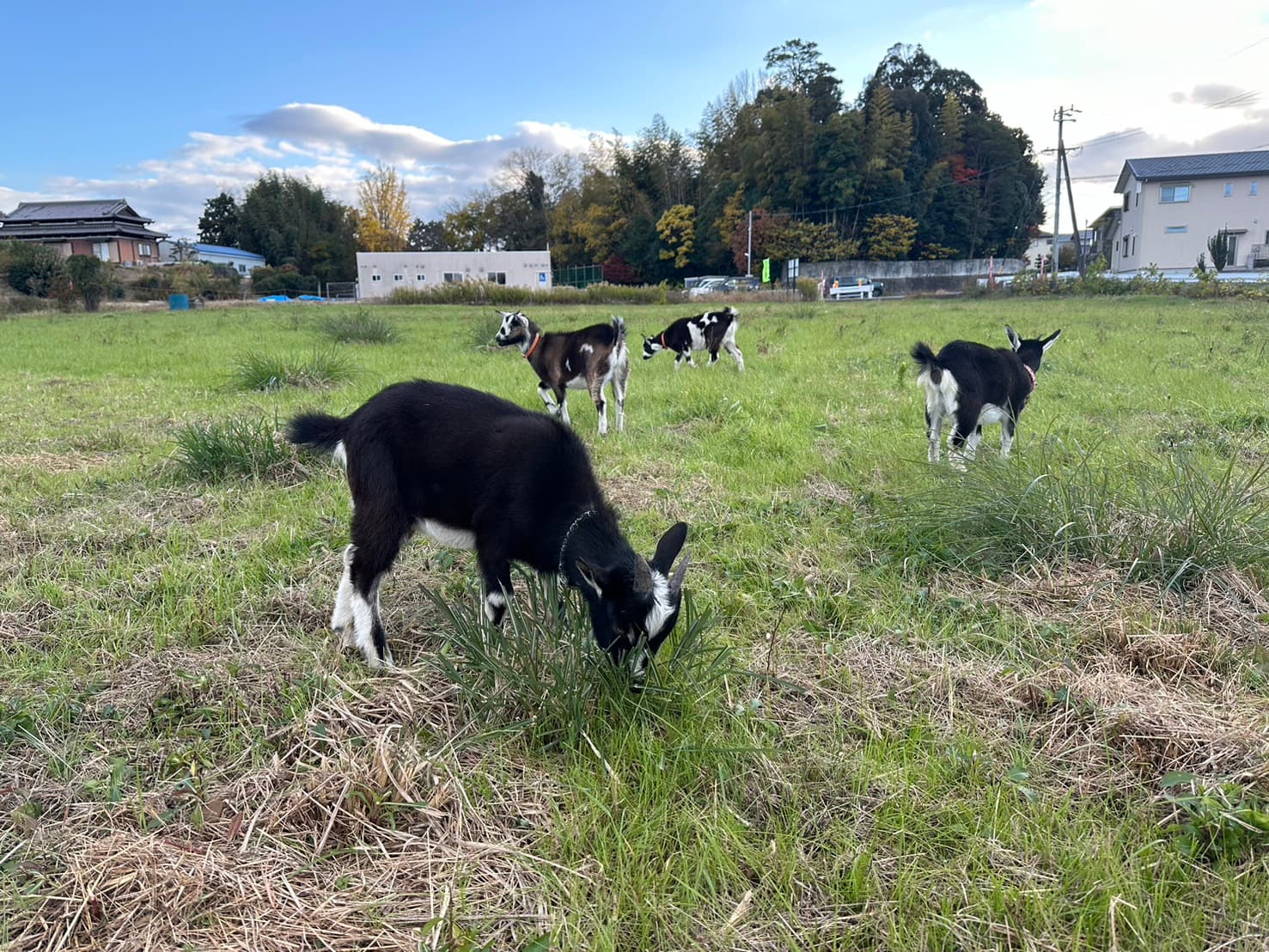 庭の草を食べるヤギ