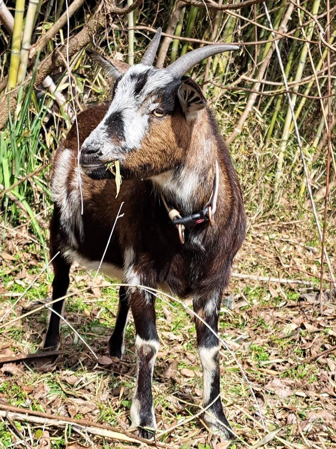 こちらを見つめるヤギ