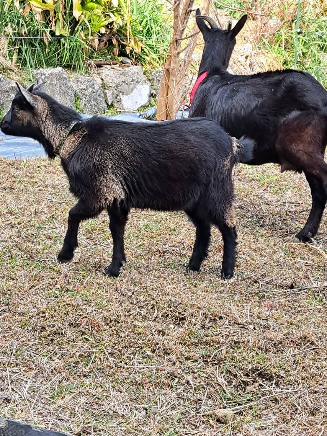 こちらを見つめるヤギ